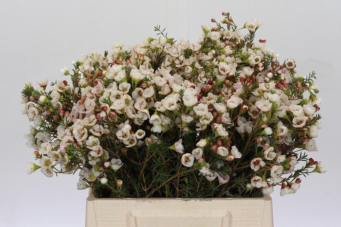 <h4>Chamelaucium Moonlight Delight</h4>