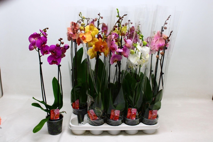 <h4>PHAL GEM 7 KL</h4>