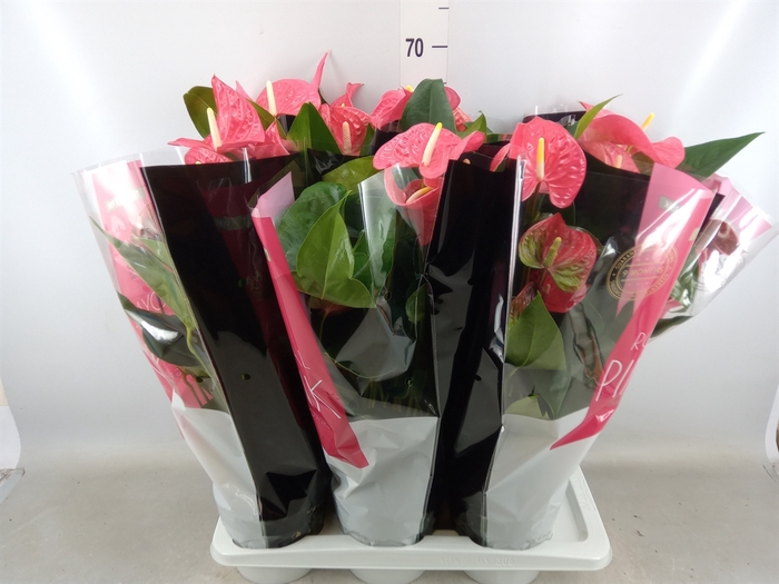 <h4>Anthurium andr. 'Maine'</h4>