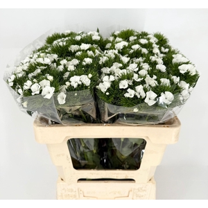 Di Barbatus Duke White Del Golfo