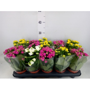 Kalanchoe blos.   ..rosebud mix  5
