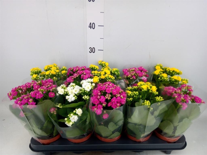 <h4>Kalanchoe blos.   ..rosebud mix  5</h4>