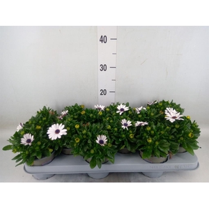 Osteospermum  'Margarita White'