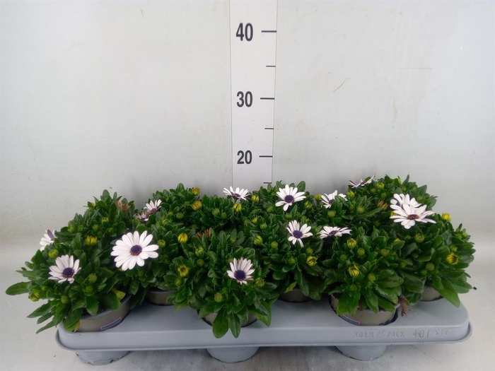 <h4>Osteospermum  'Margarita White'</h4>