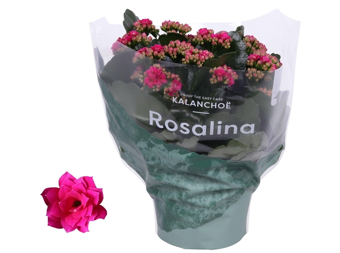<h4>Kalanchoe Rosalina Don Victorio 15cm</h4>