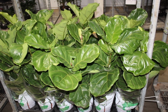 <h4>FICUS LYRATA P17</h4>