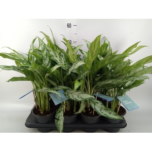 Aglaonema comm. 'Silver Queen'