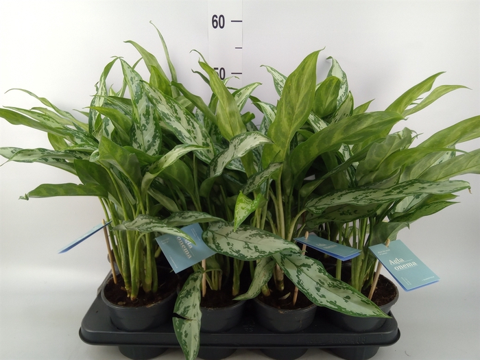 <h4>Aglaonema comm. 'Silver Queen'</h4>