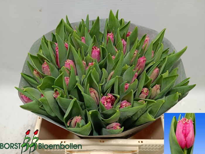 <h4>TU FR SWIPE</h4>