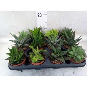Aloe   ...mix
