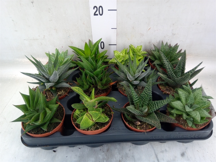 <h4>Aloe   ...mix</h4>