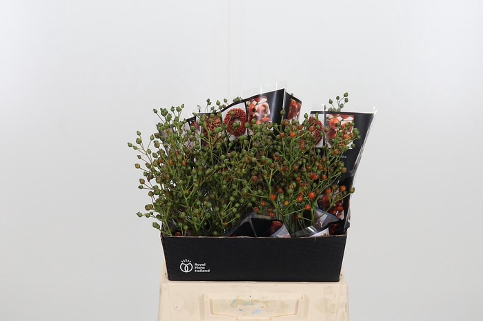 <h4>Rosa Aut Rosefruits</h4>