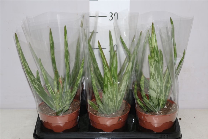 <h4>Aloe Vera</h4>