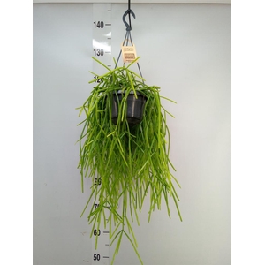 Rhipsalis   ...