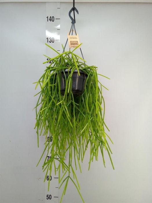 <h4>Rhipsalis ...</h4>