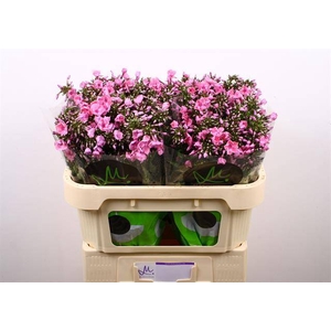 Phlox P Pink Eyes