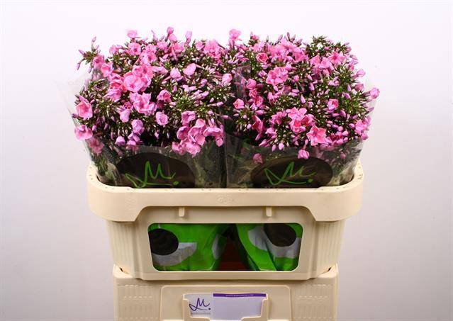<h4>Phlox P Pink Eyes</h4>