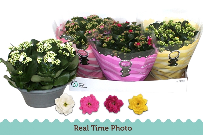 <h4>KAL GE GEM 4 KL</h4>