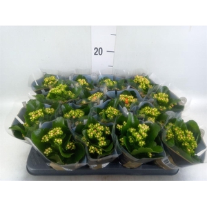 Kalanchoe blos. 'RosDon Pedro'