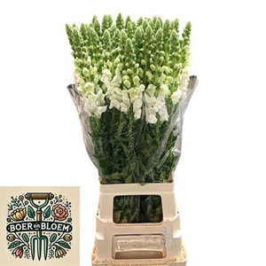 Antir Poto Earl Whit