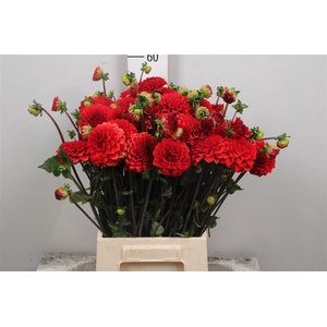 Dahl Red Cap