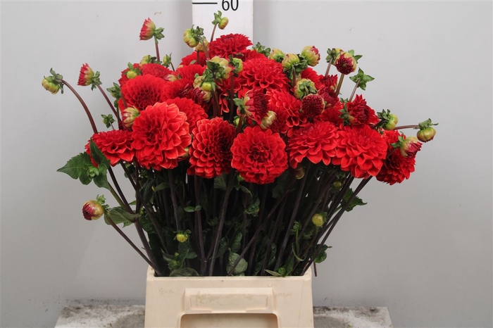 <h4>Dahl Red Cap</h4>