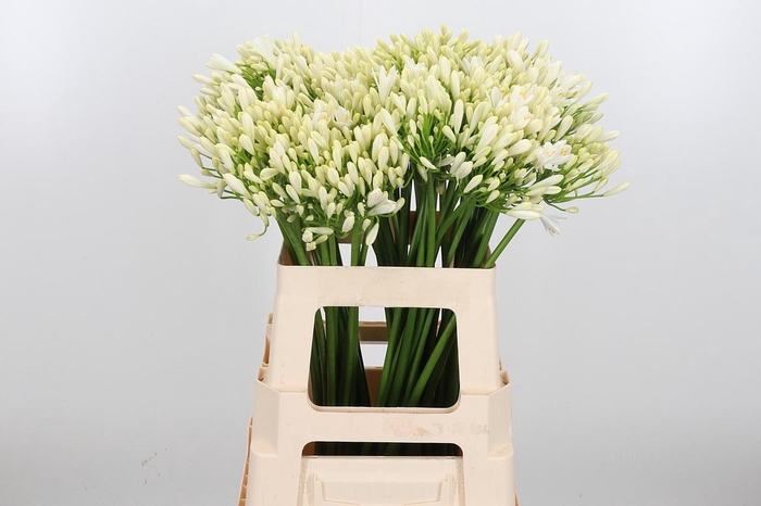 <h4>Agap Gletsjer</h4>