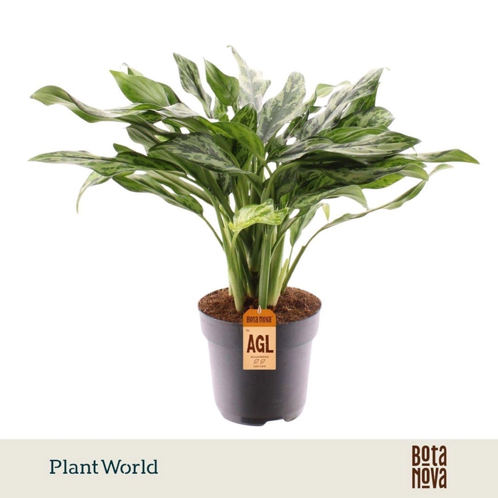 <h4>Aglaonema overig</h4>