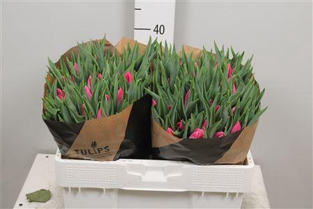 <h4>Tu En Bolroyal Pink</h4>