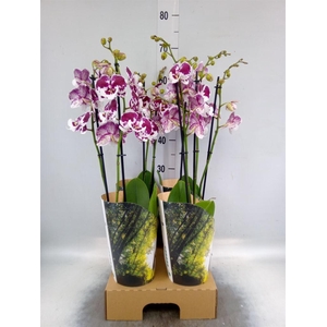 Phalaenopsis  'FC Untold Storie'