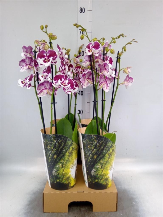 <h4>Phalaenopsis  'FC Untold Storie'</h4>