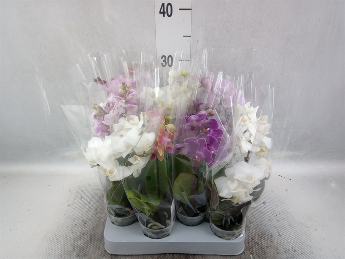 Phalaenopsis multi.   ...mix