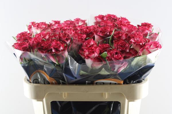 <h4>R Gr Ducati L70</h4>