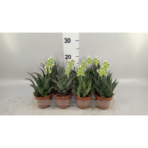Aloe   ...mix
