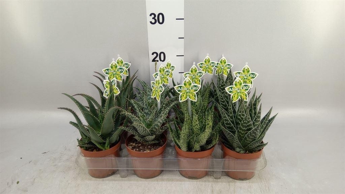 <h4>Aloe   ...mix</h4>