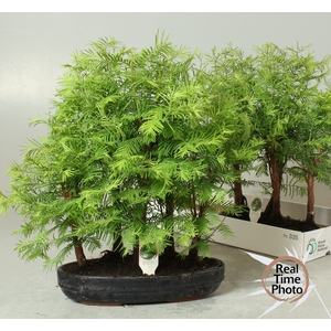 BONSAI OV