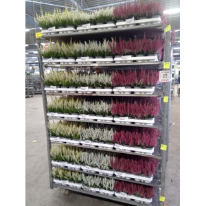 Calluna vulg. 'Beauty L'  ..mix
