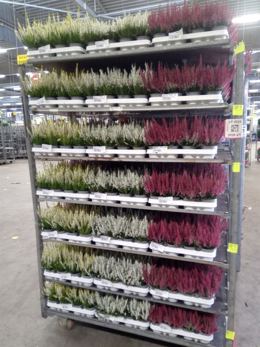 <h4>Calluna vulg. 'Beauty L'  ..mix</h4>
