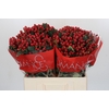 Hypericum True Romance