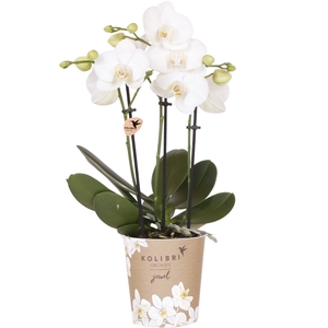 Kolibri Orchids Phalaenopsis Jewel white 3spike