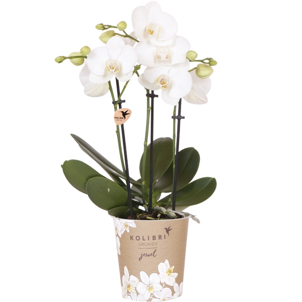 <h4>Kolibri Orchids Phalaenopsis Jewel white 3spike</h4>