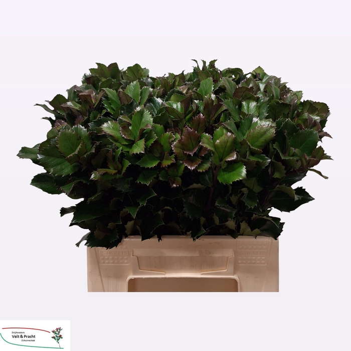 <h4>ILEX BL M BLU PRINCE</h4>