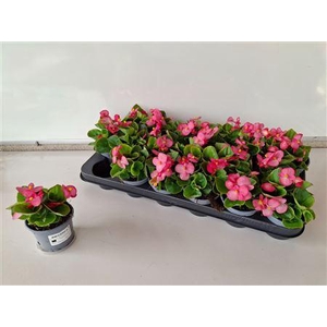 Begonia Semperflorens Roze