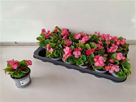 <h4>Begonia Semperflorens Roze</h4>