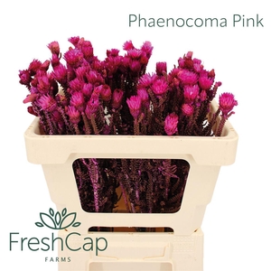 Phaenocoma Pink
