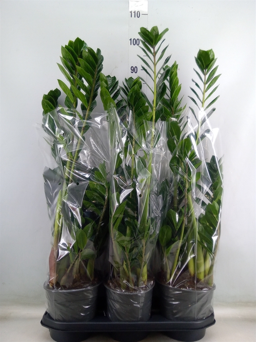 <h4>Zamioculcas zamiifolia</h4>
