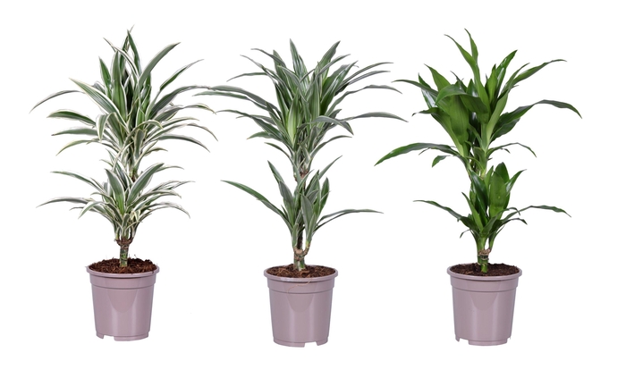 <h4>Dracaena deremensis mix</h4>