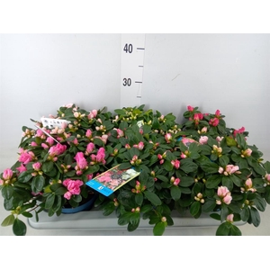 Rhododendron sim. 'Hellmut V' .mix6