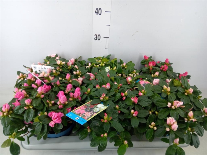 <h4>Rhododendron sim. 'Hellmut V' .mix6</h4>