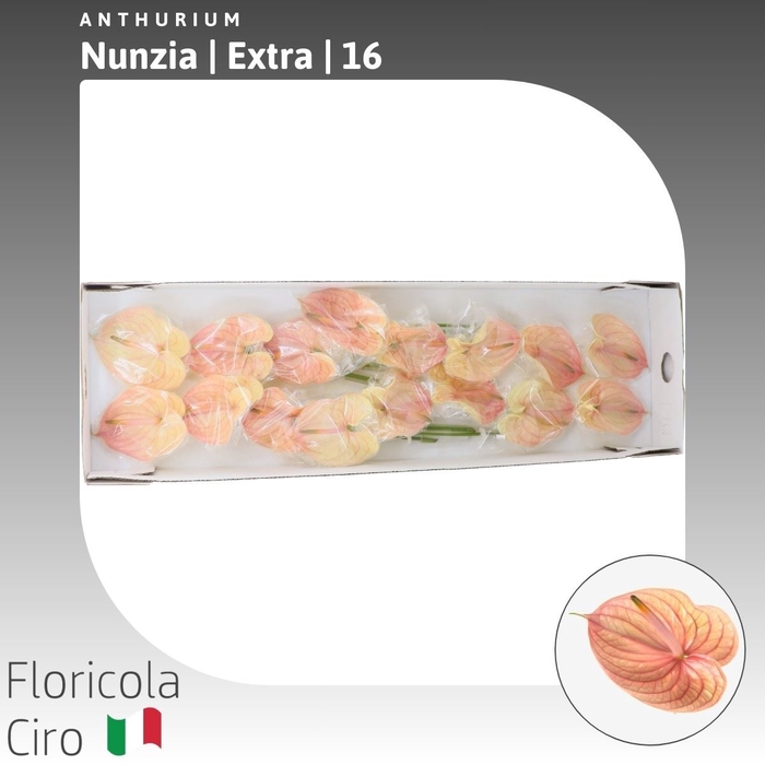 <h4>Anthurium Nunzia | Extra</h4>